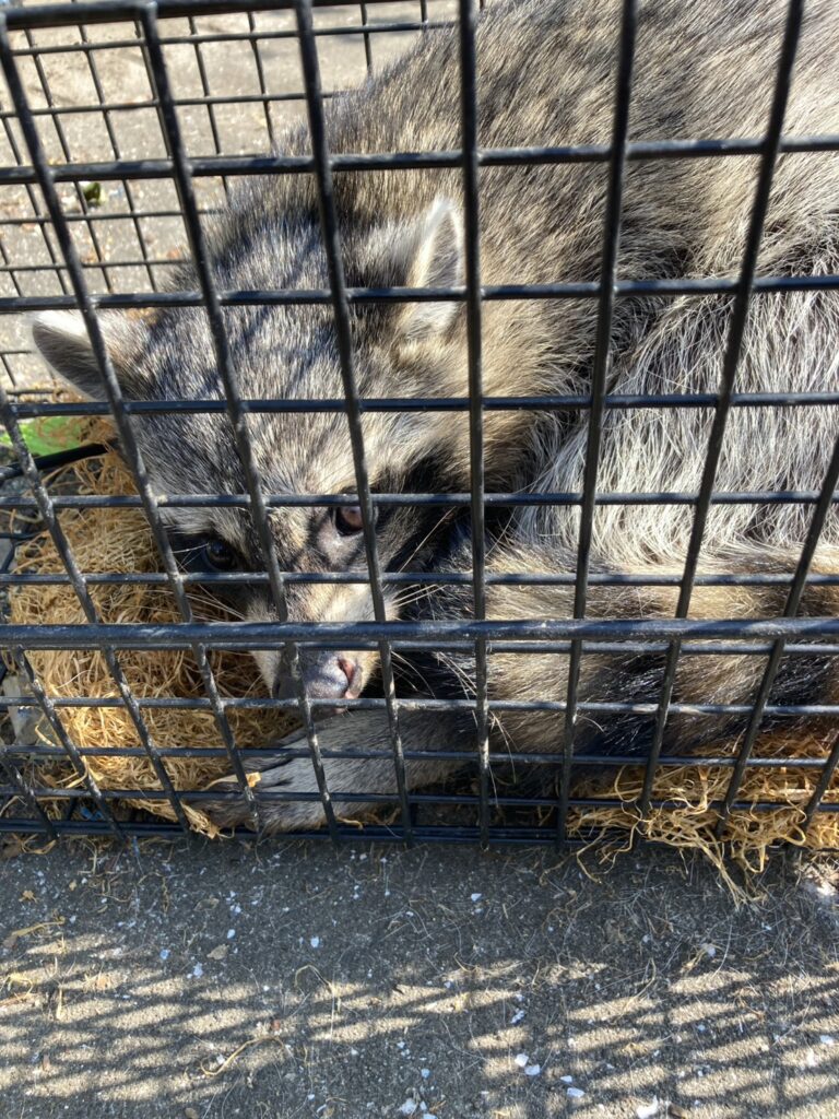 天井裏へのアライグマ侵入被害／捕獲・糞清掃・封鎖・消毒