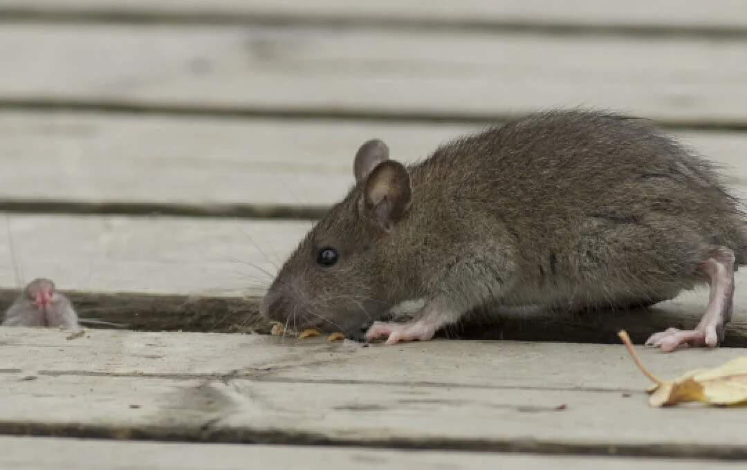 冬のネズミは執念深い！「追い出し＋完全封鎖」で再発ゼロへ