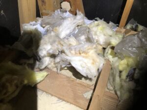 ハクビシン駆除