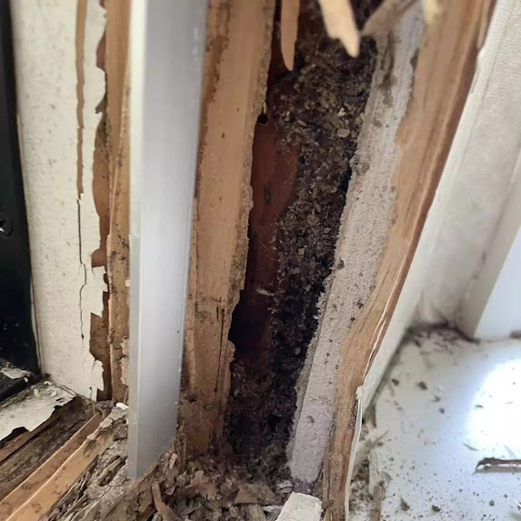【東京都羽村市】店舗の営業を止めずにシロアリ駆除！最小限の工事で解決