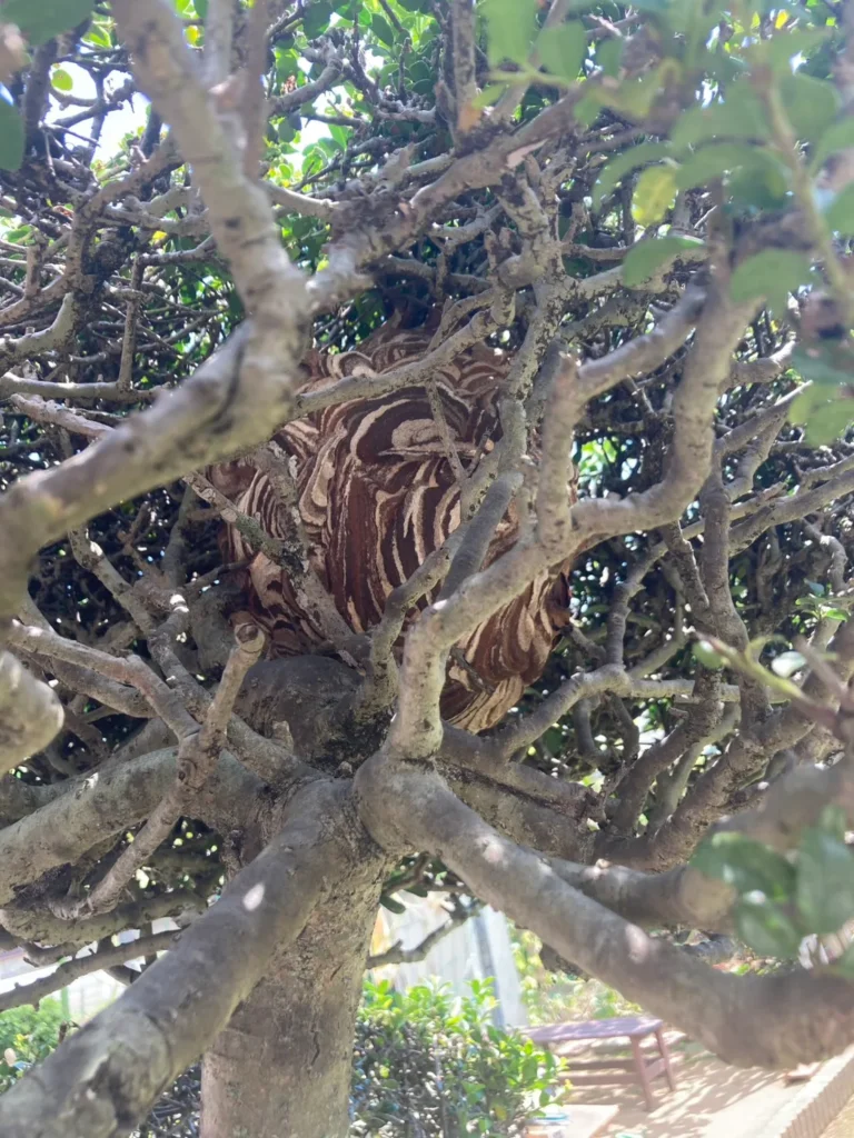 玄関前の木にできたハチの巣駆除