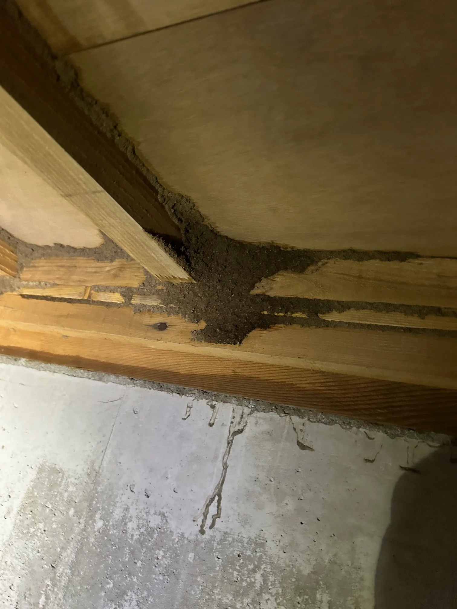 貸家で羽アリ発生｜床下調査でシロアリ被害を確認、壁の亀裂からの水分が原因に（高知県安芸郡）