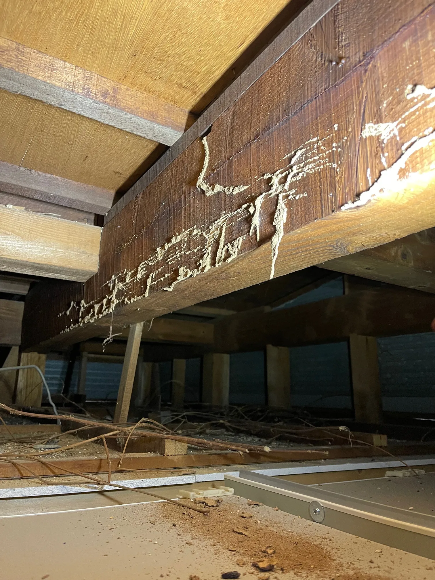 羽アリ発生をきっかけに調査｜雨漏りによる湿気で天井裏にシロアリ被害を確認（高知県土佐市）