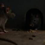 ネズミ駆除・防除の基本ガイド