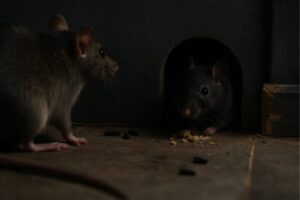 ネズミ駆除・防除の基本ガイド