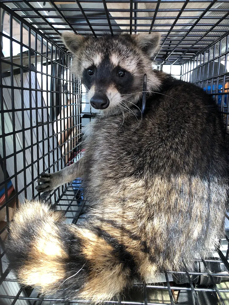 mk駆除サービス