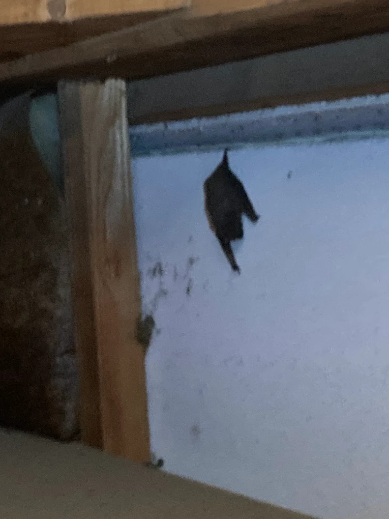 mk駆除サービス