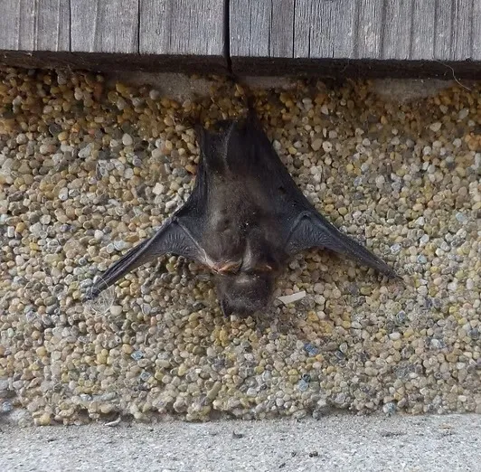 mk駆除サービス