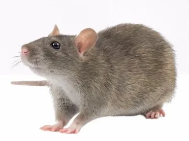 mk駆除サービス