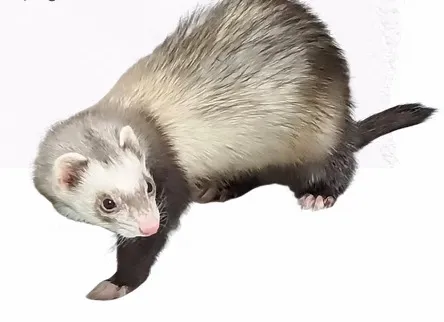 mk駆除サービス