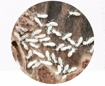 mk駆除サービス