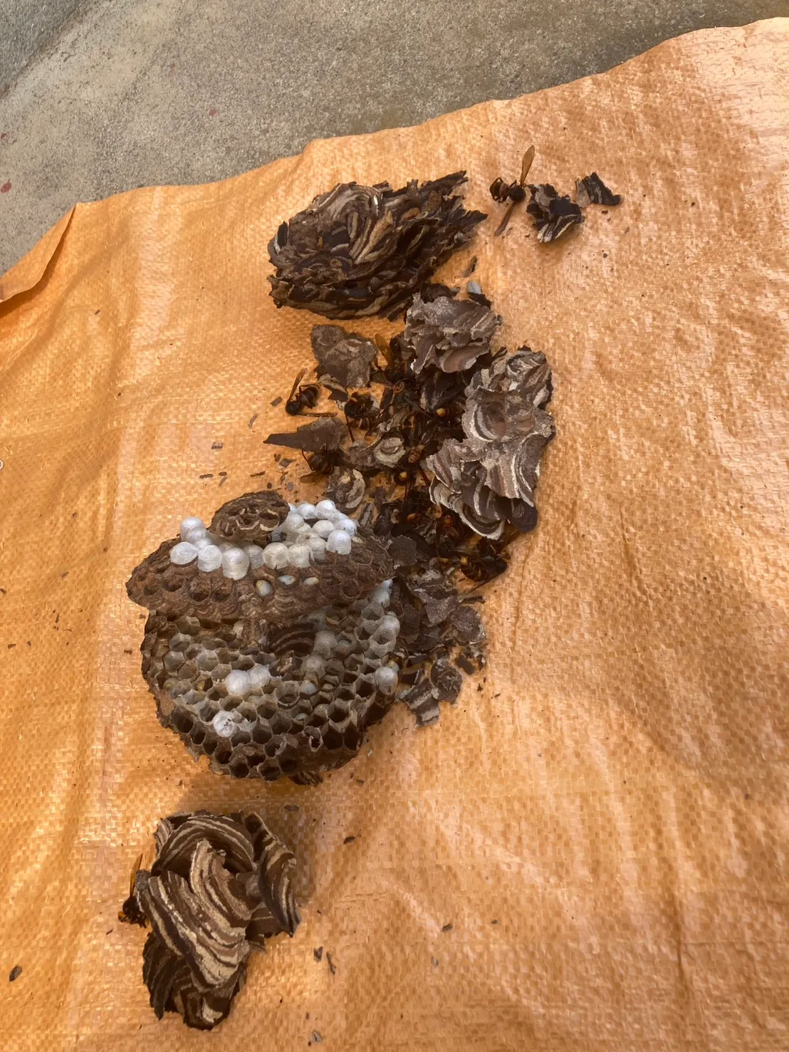 mk駆除サービス