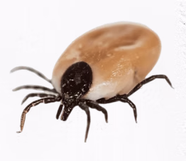 mk駆除サービス